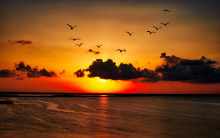 Flock birds flying sunset water - over a body of water free wallpaper