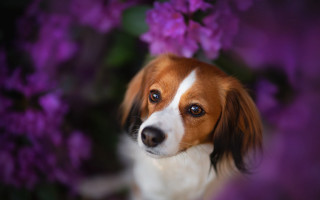 Dog purple flowers blurry bokeh - elke vogelsang free wallpaper