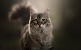 Black cat green eyes photorealistic 3 - green eye free wallpaper