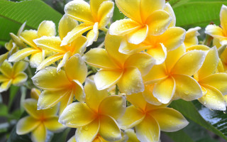 Yellow flowers water droplets bloom - yellow flower free wallpaper