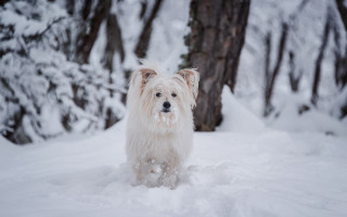 White dog snow trees winter - covered free wallpaper
