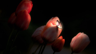 Red tulips light insect macro - red tulip free wallpaper