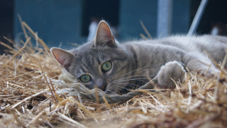 Cat hay pile window blue - boleslaw cybi free wallpaper