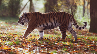 Tiger forest autumn leaves fire 2 - leaf and trees free wallpaper