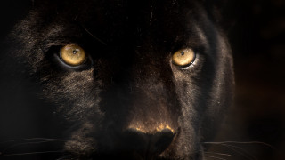 Black cat yellow eyes dark - a black cat free wallpaper