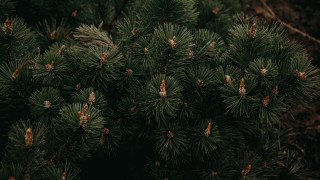 Pine tree bird needles nature - a close up of a pine tree free wallpaper