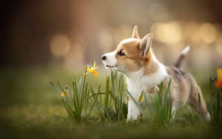 Small dog flower grass outdoors - small free wallpaper