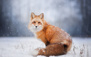 Red fox snow woods night - a red fox free wallpaper