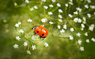 Ladybug white flower field macro - a lady bug free wallpaper