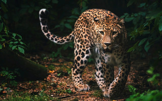 Leopard forest sunny blurry nature - a sunny day free wallpaper