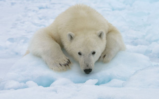 Polar bear snowboard jigsaw ecological - a polar bear free wallpaper
