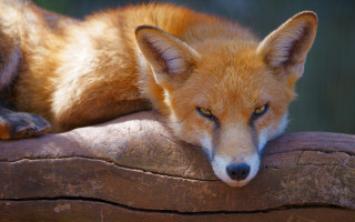 Fox log closed eyes furry - background free wallpaper