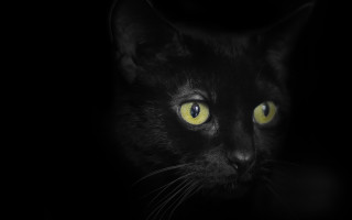 Black cat yellow eyes gothic 2 - gothic free wallpaper for desktop