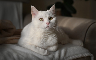 White cat regal animal portrait - looking free wallpaper