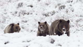Brownbears snowfield trees bushes wildlife - primitivism free wallpaper