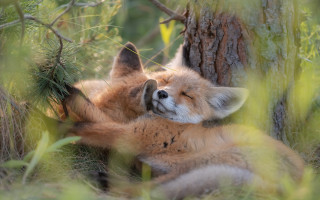Fox sleeping grass tree pinecone - the grass next free wallpaper