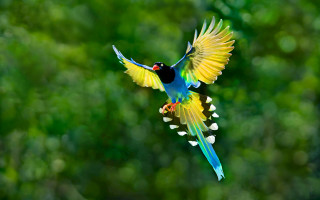 Colorful bird flying air wings - colorful free wallpaper