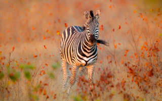 Zebra field autumn leaves fire - the background of the picture free wallpaper
