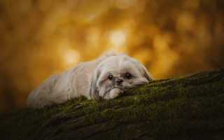 Small white dog mossy hill - a yellow sky free wallpaper