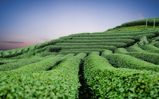 Green field long row bushes - derek hill free wallpaper