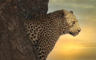 Leopard sunset tree cloud wildlife - a leopard free wallpaper