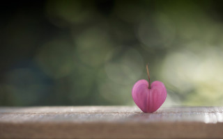 Pink heart macro wooden background - a blurry background of trees and grass free wallpaper