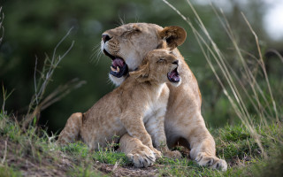 Lion cubs grassy hill mouth - mouth wide open free wallpaper