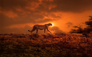 Cheetah rocky field sunset cloudy - sunset free wallpaper