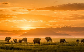 Elephants grazing lush green field 2 - a herd of elephants free wallpaper