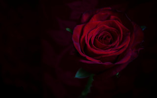 Red rose black background green 2 - rose free wallpaper