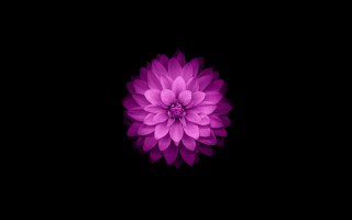 Purple flower white center dark - the dark background free wallpaper
