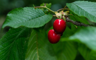 Cherries green leaves blurry background - boetius adamsz bolswert free wallpaper
