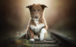 Dog traintrack blurrybackground lightface elkevogelsang - elke vogelsang free wallpaper