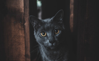 Black cat doorway serious vanitas - a black cat free wallpaper