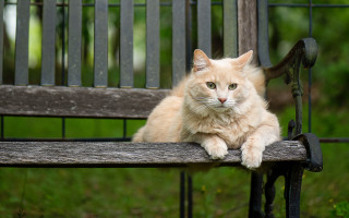 Cat bench park blurry background - green grass and trees free wallpaper
