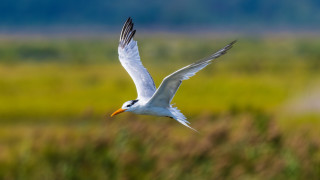 White bird flying green field - animal free wallpaper