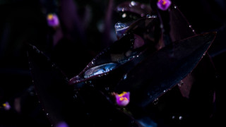 Purple flower water droplets dark - the dark background free wallpaper