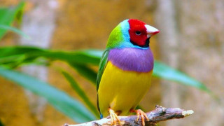 Colorful bird branch tree leaves 4 - rich vivid color free wallpaper