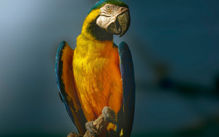 Colorful parrot perched branch blue - a colorful parrot free wallpaper