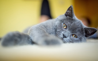 Gray cat white floor person - a gray cat free wallpaper