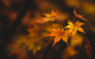 Leaf closeup autumn fire dragonfly - a blurry background free wallpaper