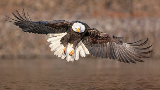 Bald eagle flying over water 2 - darrell riche free wallpaper