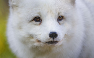 White dog black nose brown - a black nose free wallpaper