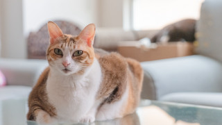 Cat glass table living room - f 1. free wallpaper
