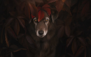 Dog redhat leaves dark artphotography - a red hat free wallpaper