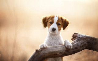Dog sitting branch woods sad - his face free wallpaper