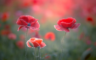 Red flower bokeh macro spider - red flower free wallpaper