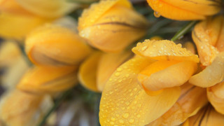 Yellow flowers water droplets macro - a white border free wallpaper