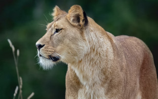 Lion closeup grass trees blurry - anne dunn free wallpaper