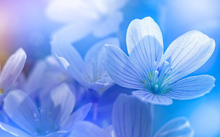 Blue flower macro blurry background - a blue flower free wallpaper for desktop